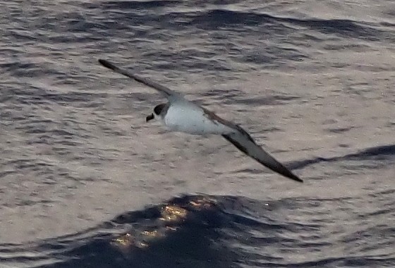Barau's Petrel - ML632294369