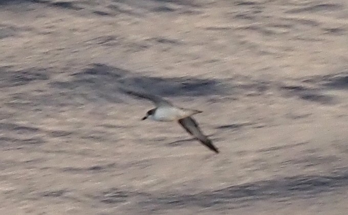 Barau's Petrel - ML632294379
