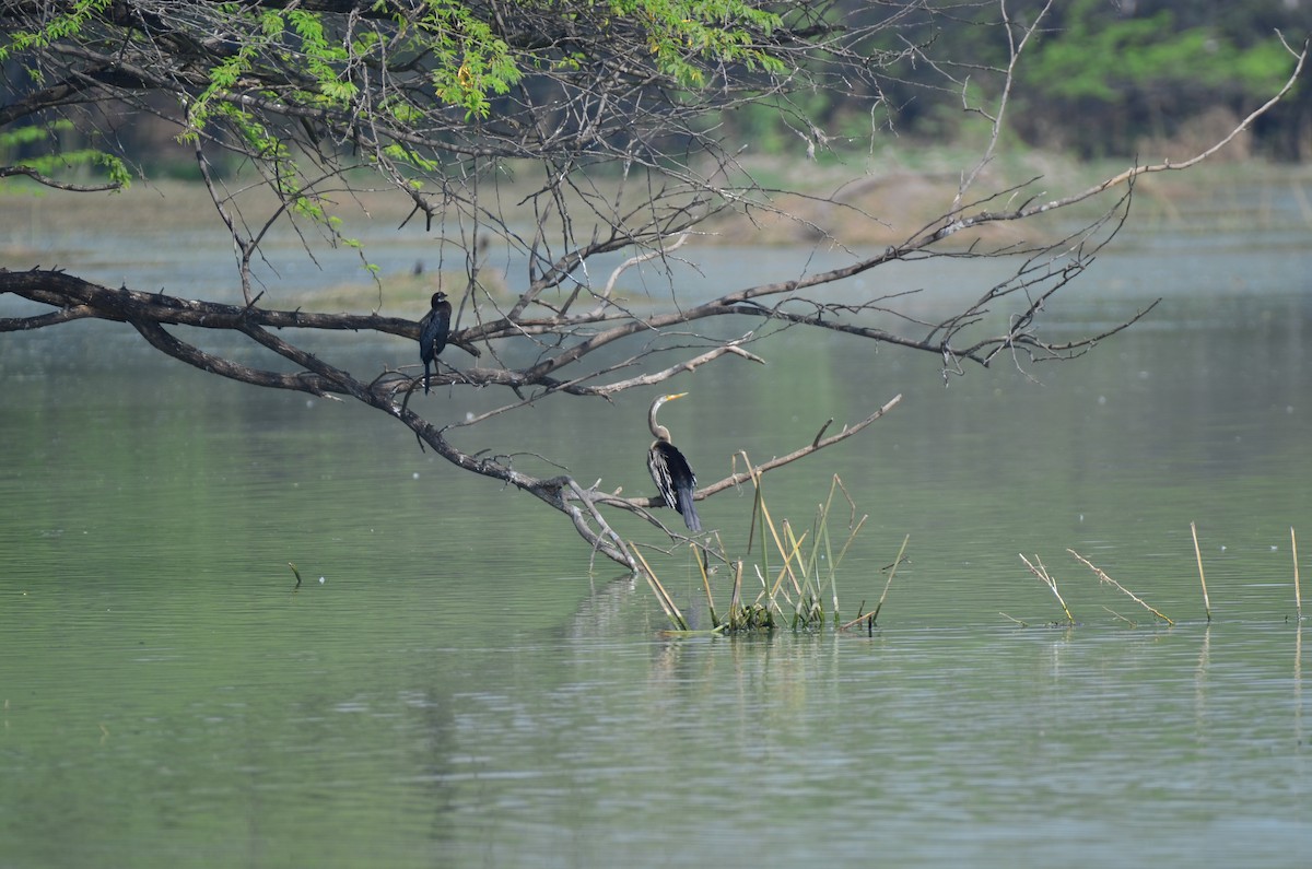 Oriental Darter - Jaideep Ahuja