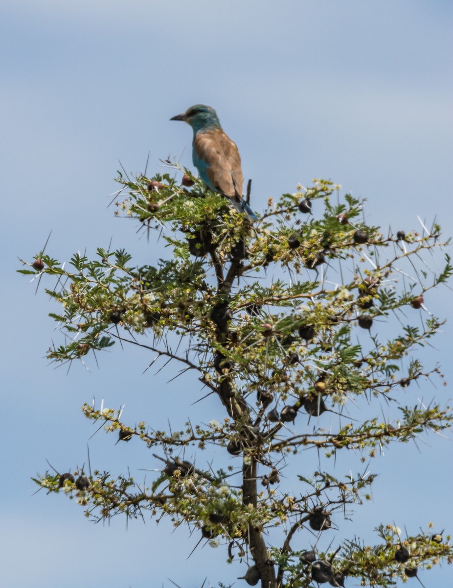 European Roller - ML632294532
