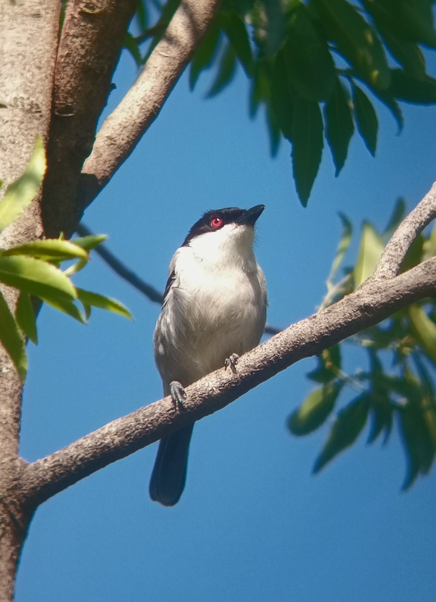 Black-backed Puffback - ML632294546