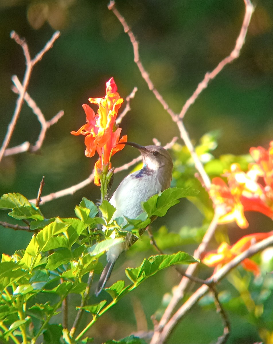 White-bellied Sunbird - ML632294572