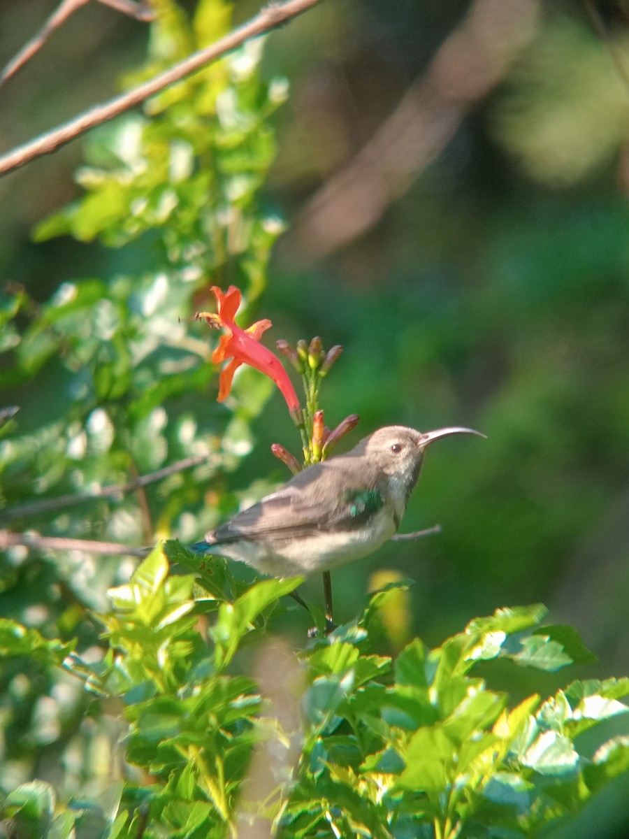 White-bellied Sunbird - ML632294573