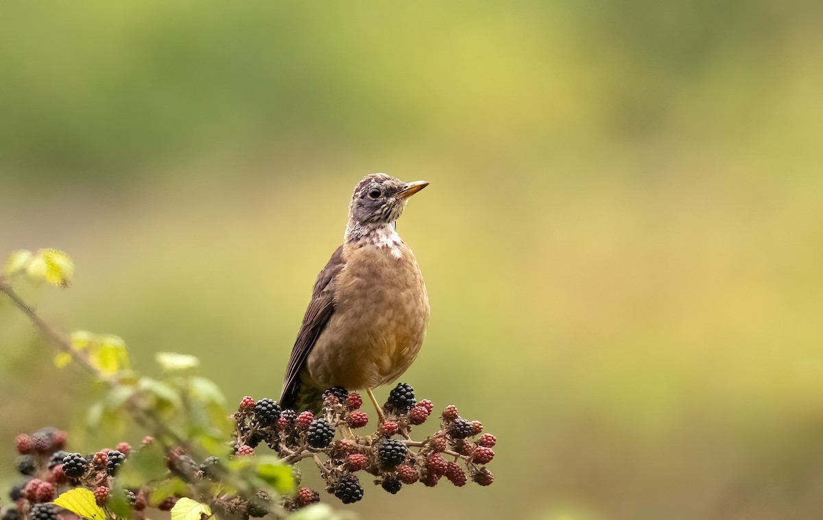 Austral Thrush - ML632294690