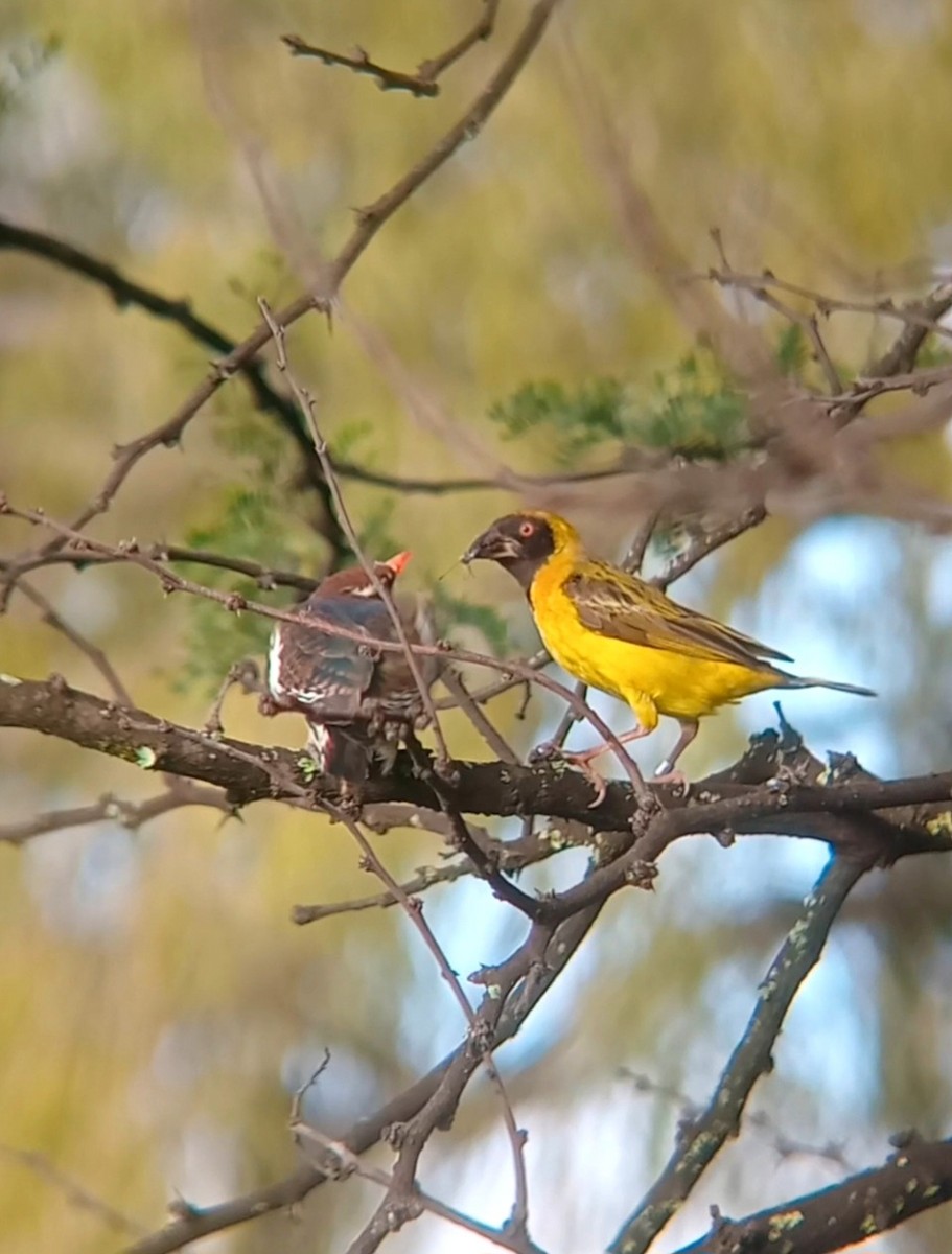 Dideric Cuckoo - ML632294692