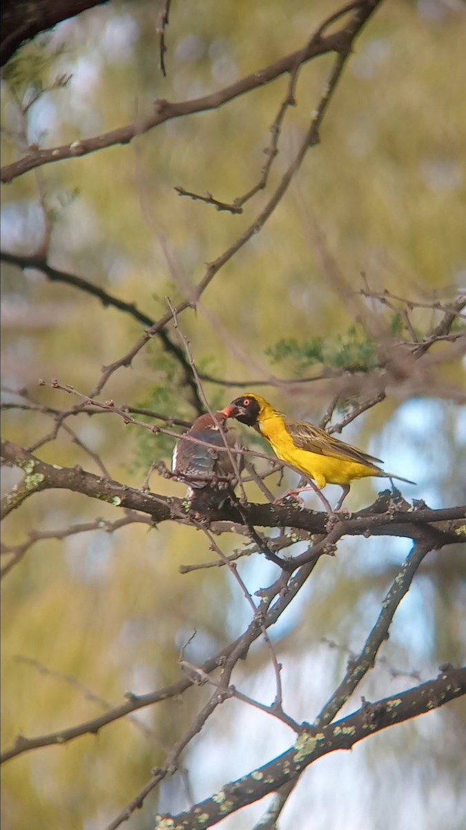 Dideric Cuckoo - ML632294693