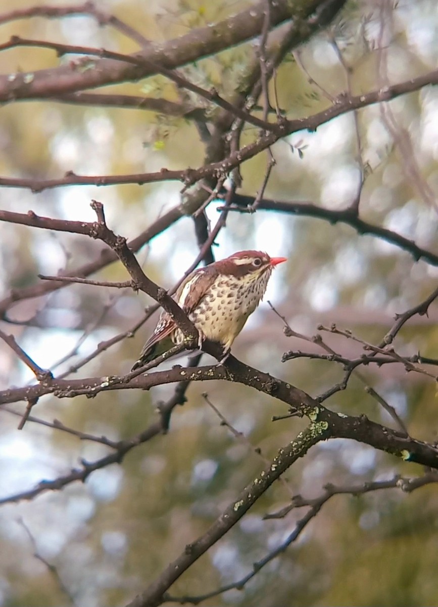 Dideric Cuckoo - ML632294694