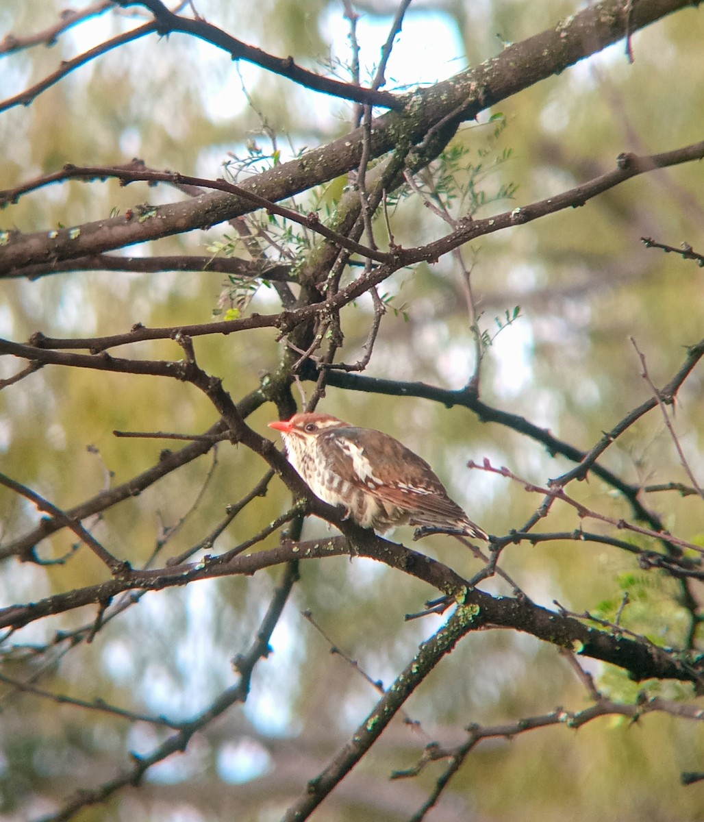Dideric Cuckoo - ML632294695