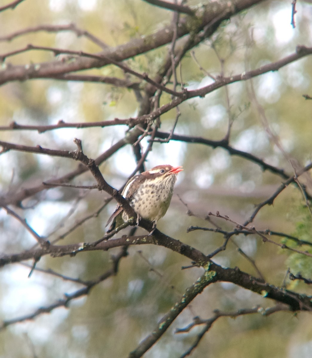Dideric Cuckoo - ML632294696