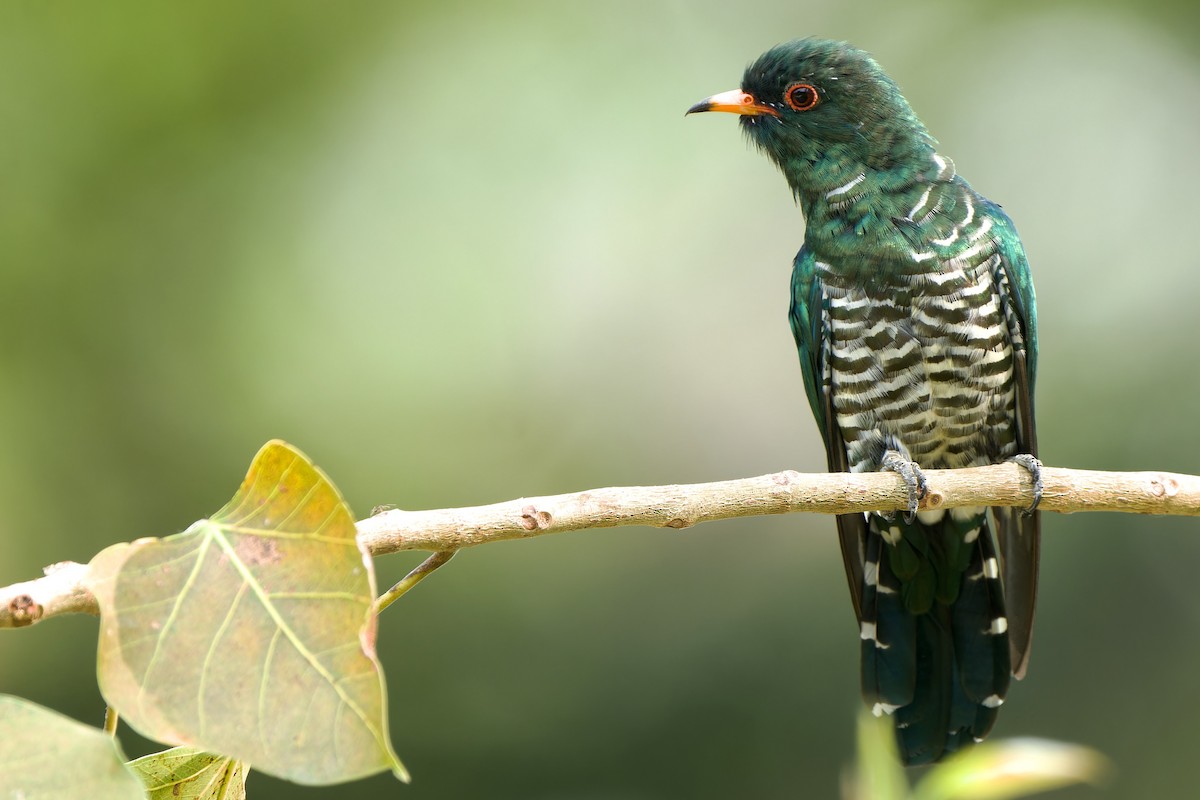 Asian Emerald Cuckoo - ML632294753