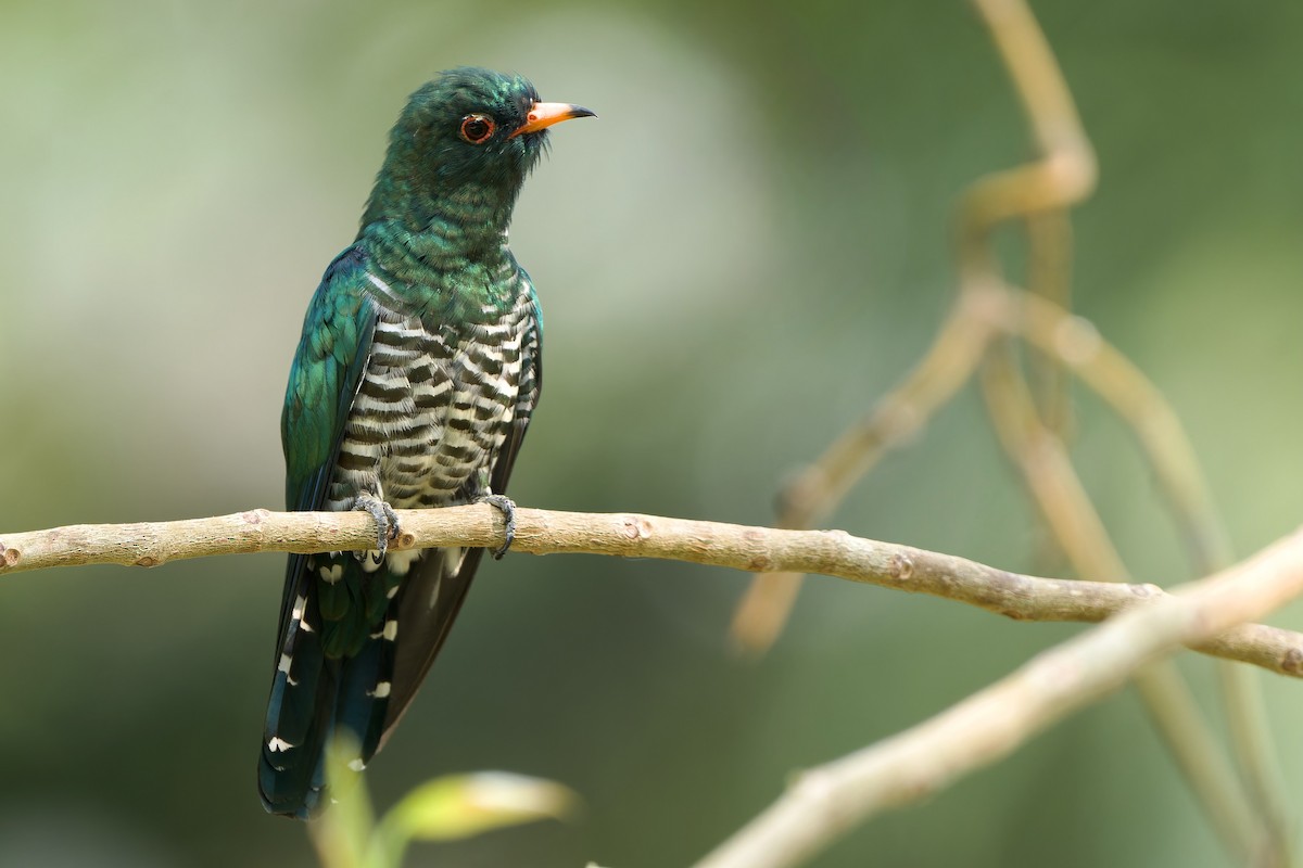 Asian Emerald Cuckoo - ML632294754