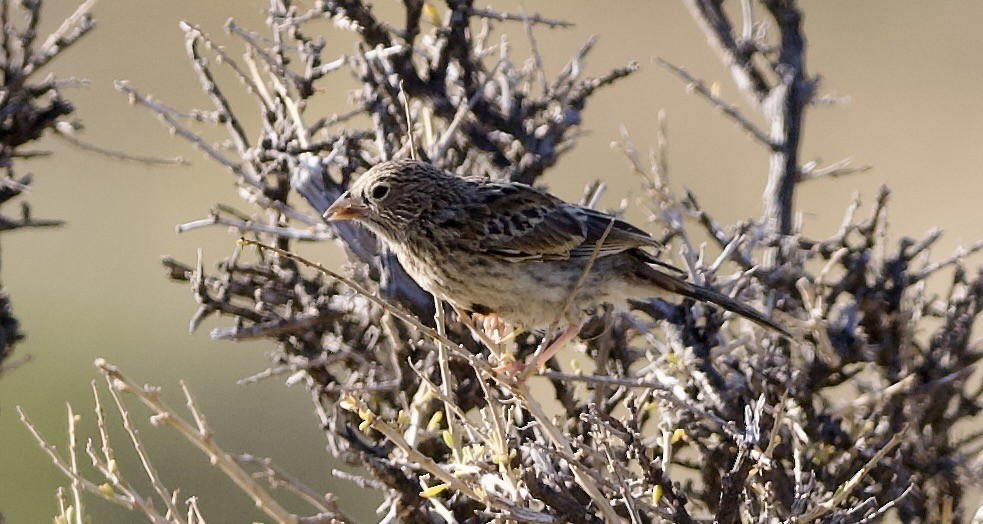 Carbonated Sierra Finch - ML632294894