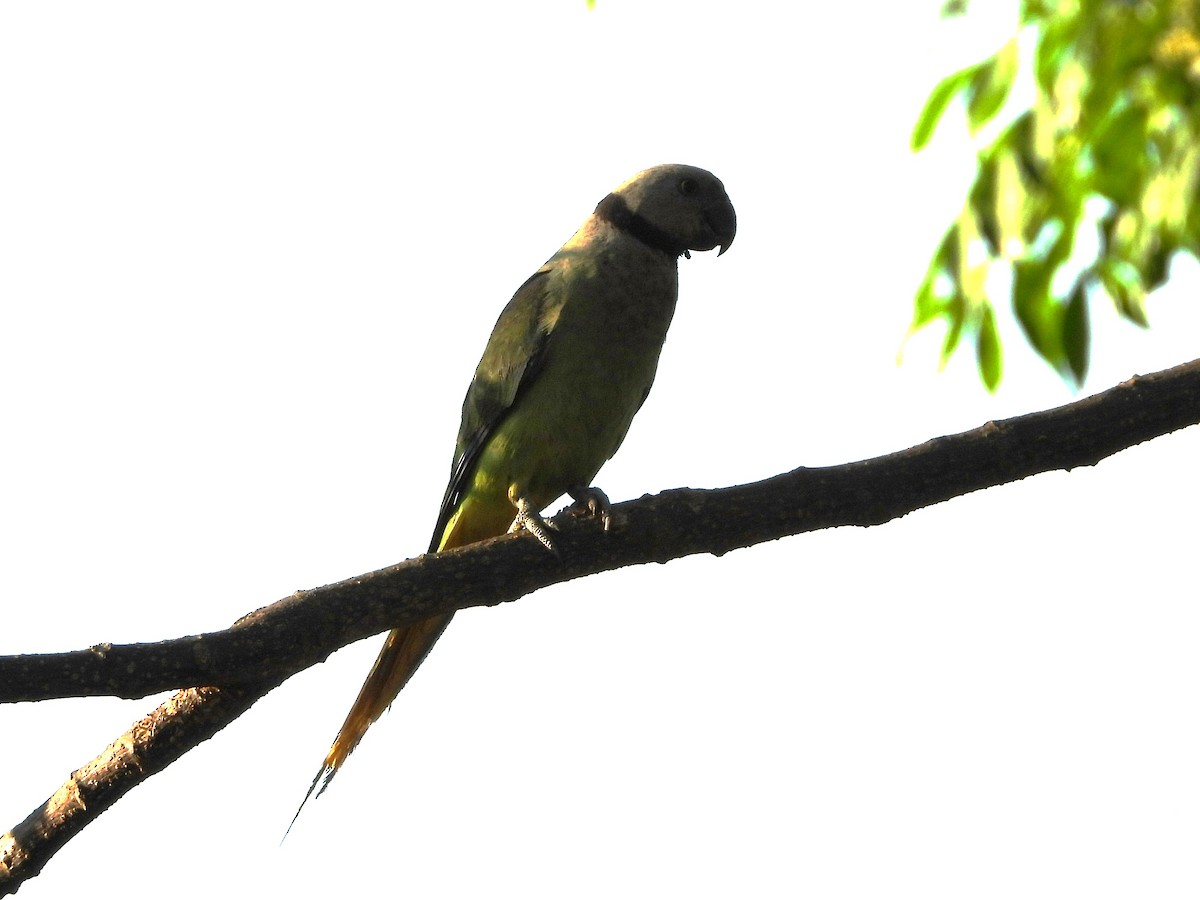 Malabar Parakeet - ML632295010