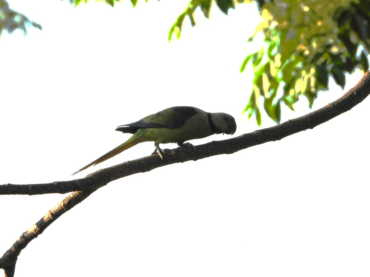 Malabar Parakeet - ML632295011