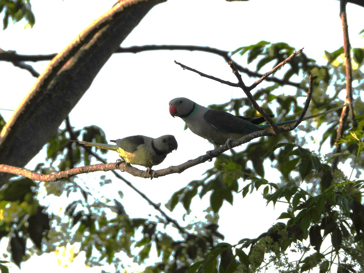 Malabar Parakeet - ML632295013