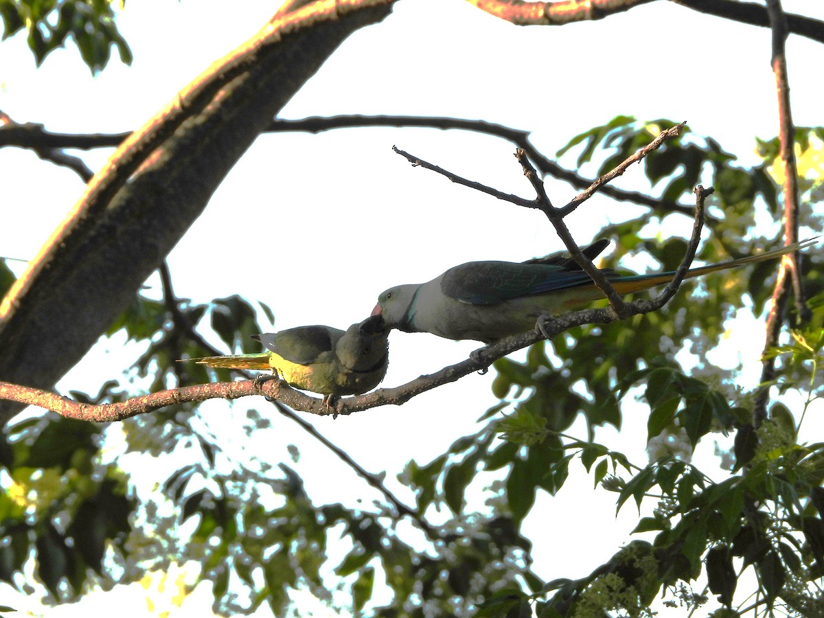 Malabar Parakeet - ML632295014