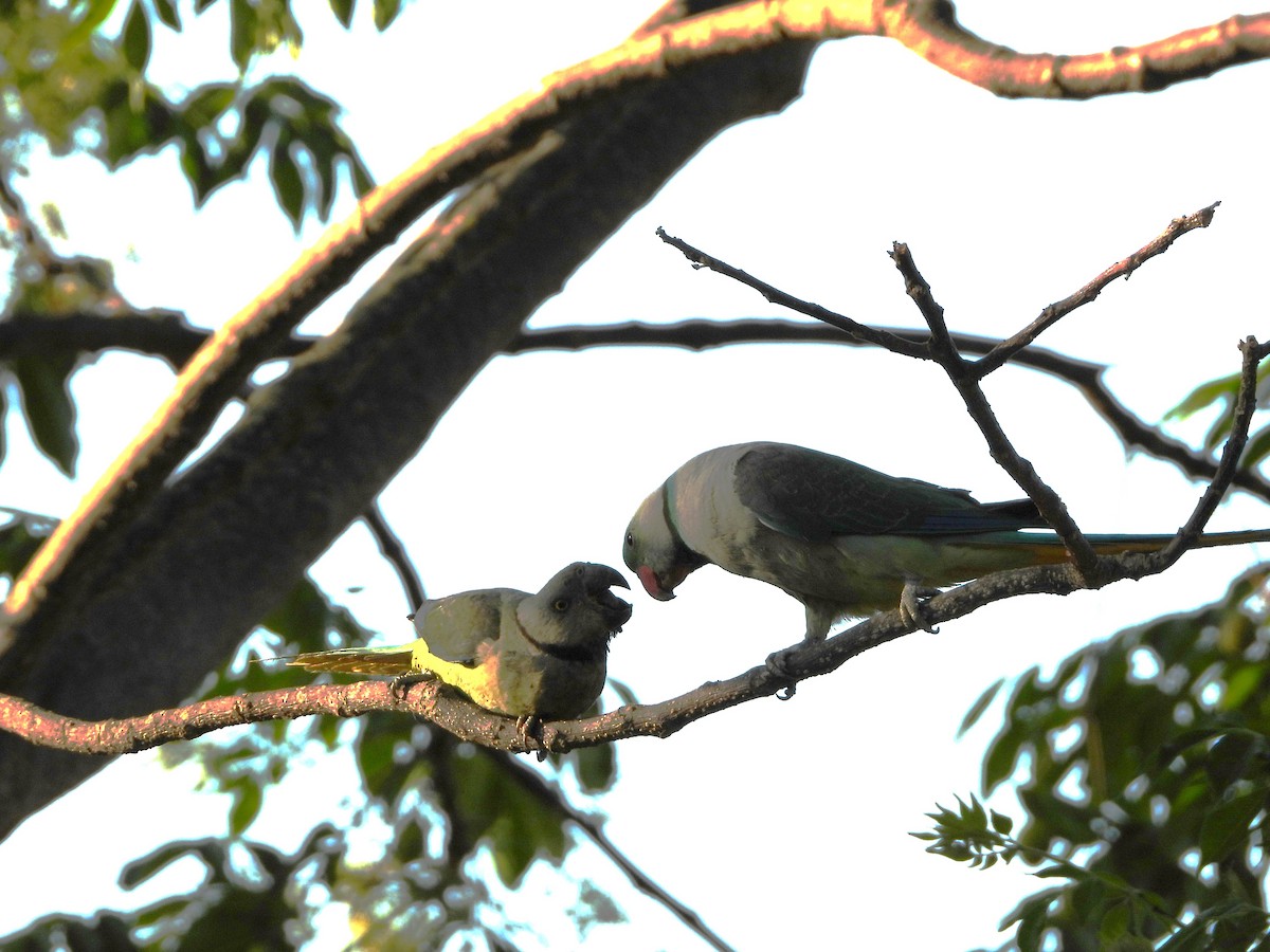 Malabar Parakeet - ML632295015