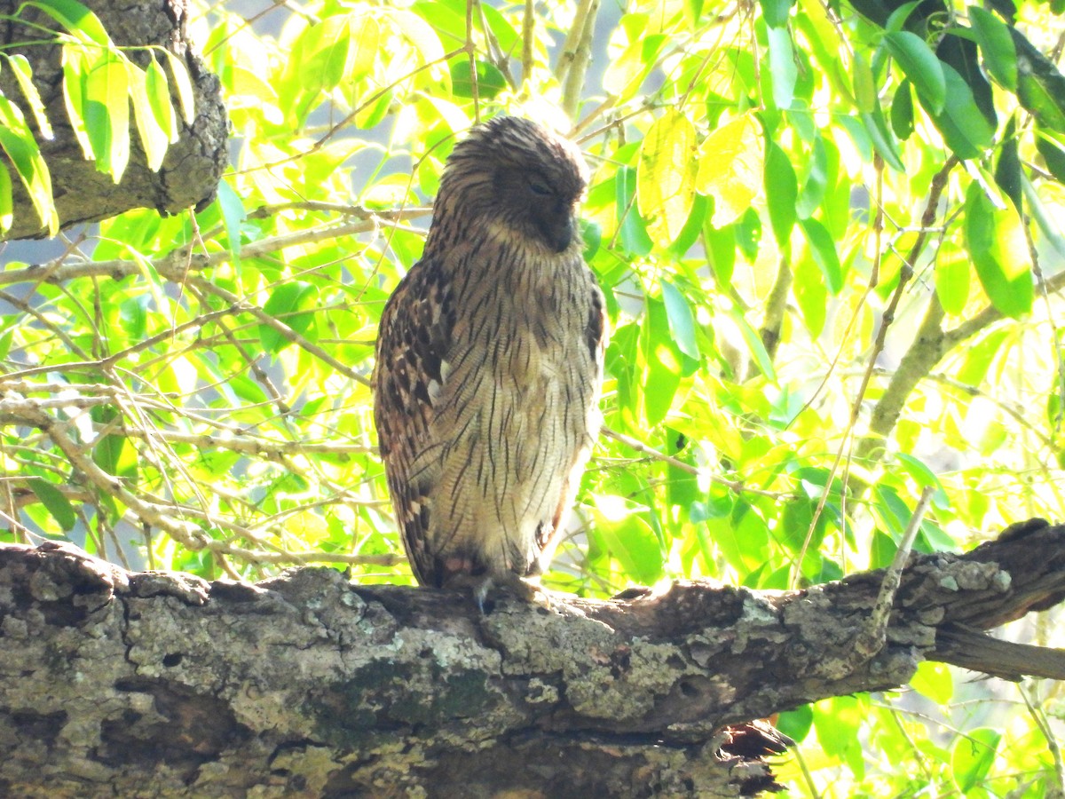 Brown Fish-Owl - ML632295017