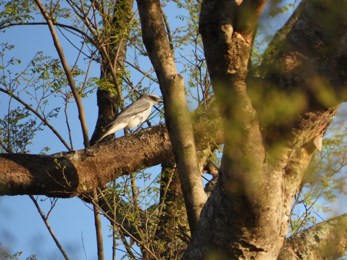 Indian Cuckooshrike - ML632295041