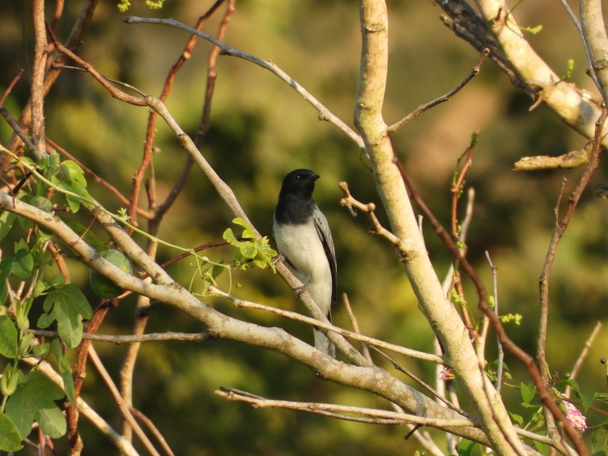 Black-headed Cuckooshrike - ML632295048