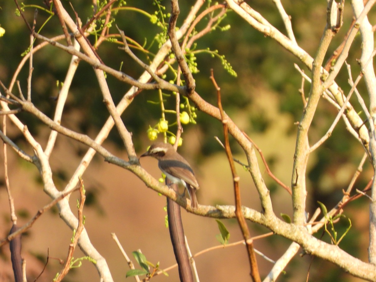 Common Woodshrike - ML632295050