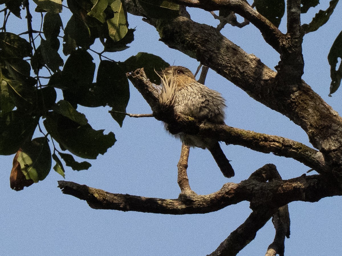 Schwarzmantel-Faulvogel - ML632295583