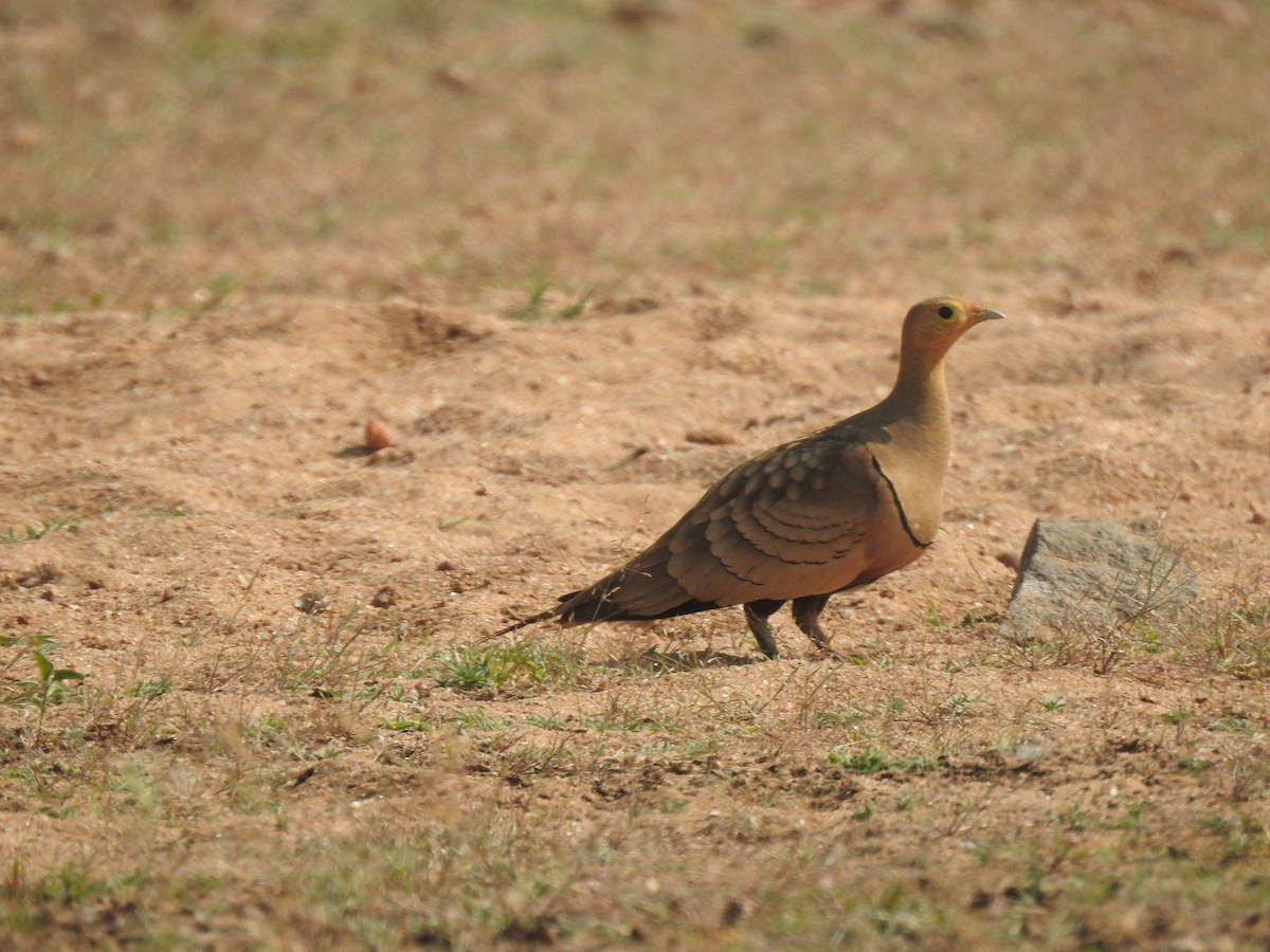 Chestnut-bellied Sandgrouse - ML632295585
