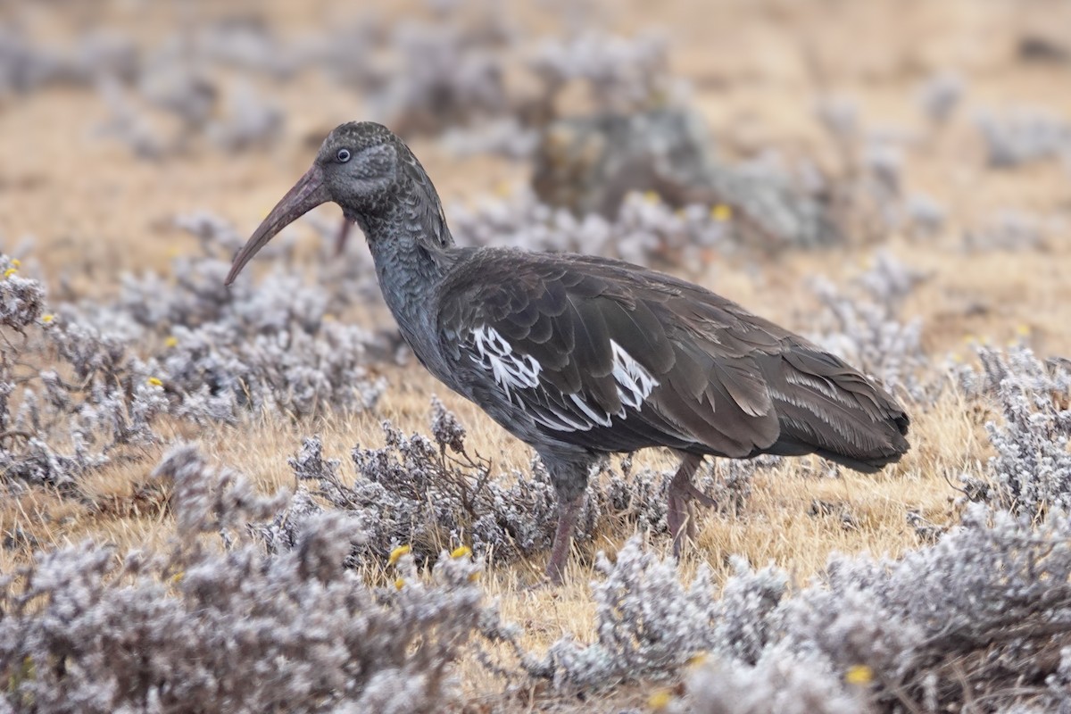 Ibis caronculé - ML632295594