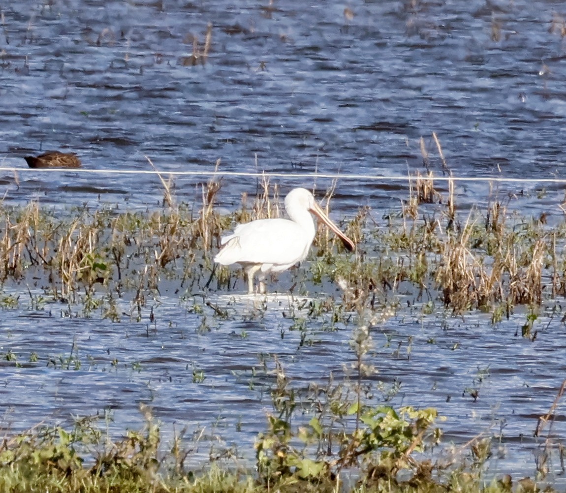Yellow-billed Spoonbill - ML632295631