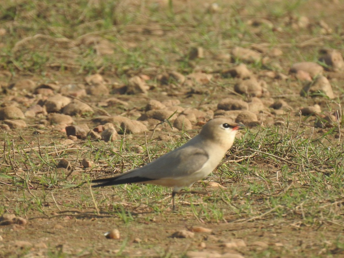 Small Pratincole - ML632295640