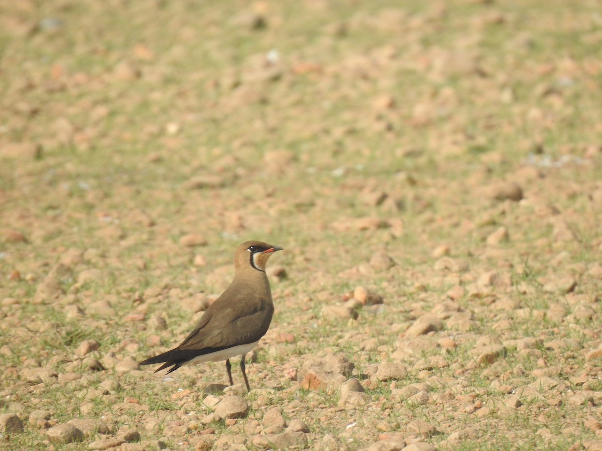 Oriental Pratincole - ML632295661
