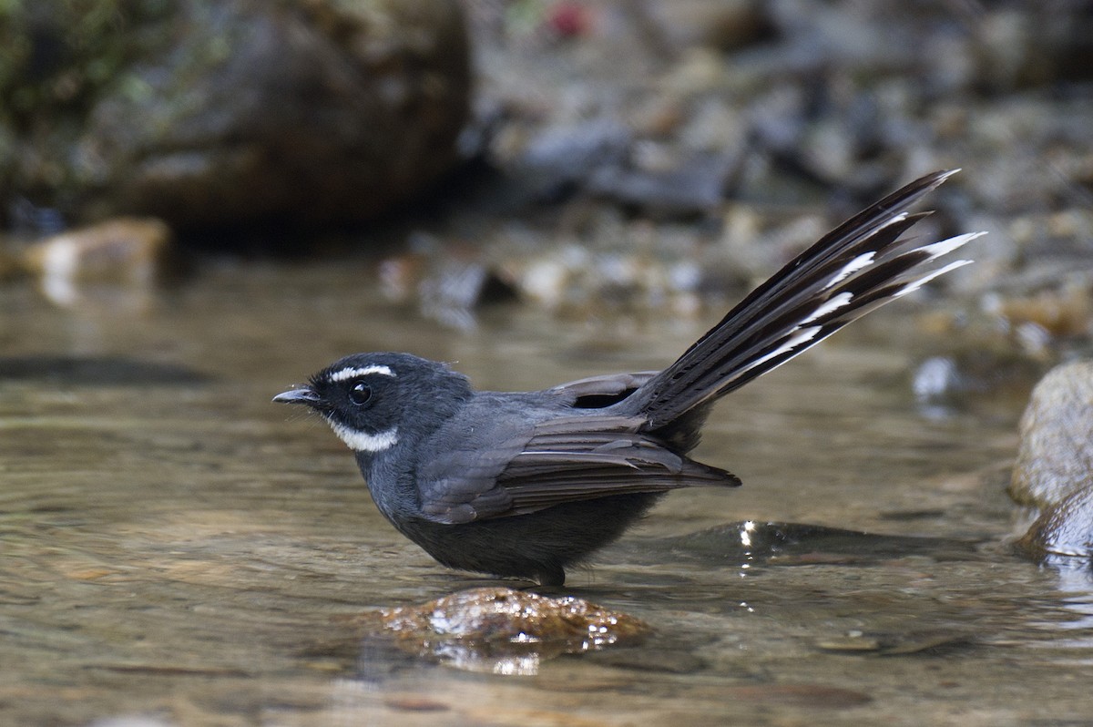 White-throated Fantail - ML632295676
