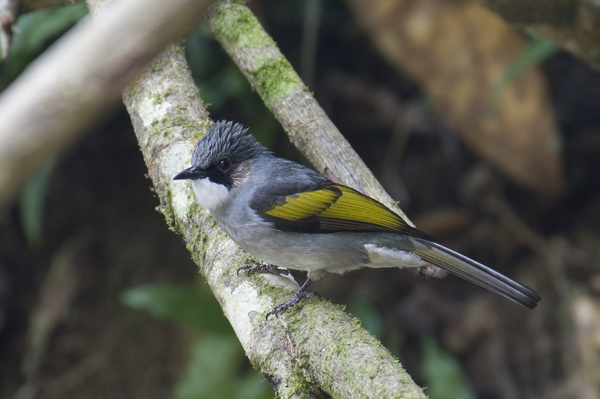 Ashy Bulbul - ML632295680