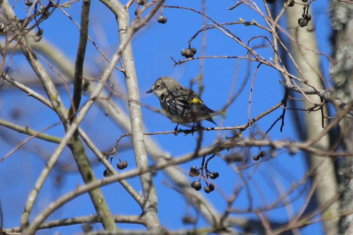 Yellow-rumped Warbler (Myrtle) - ML632295691