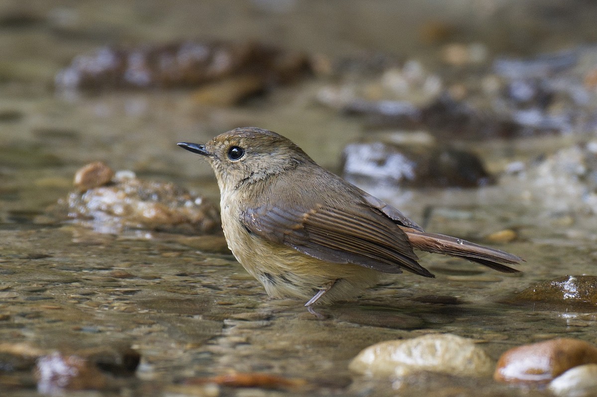 Slaty-blue Flycatcher - ML632295692