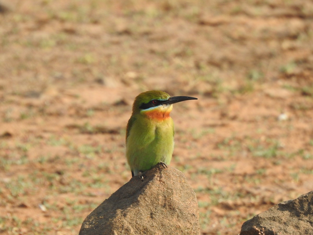 Blue-tailed Bee-eater - ML632295723