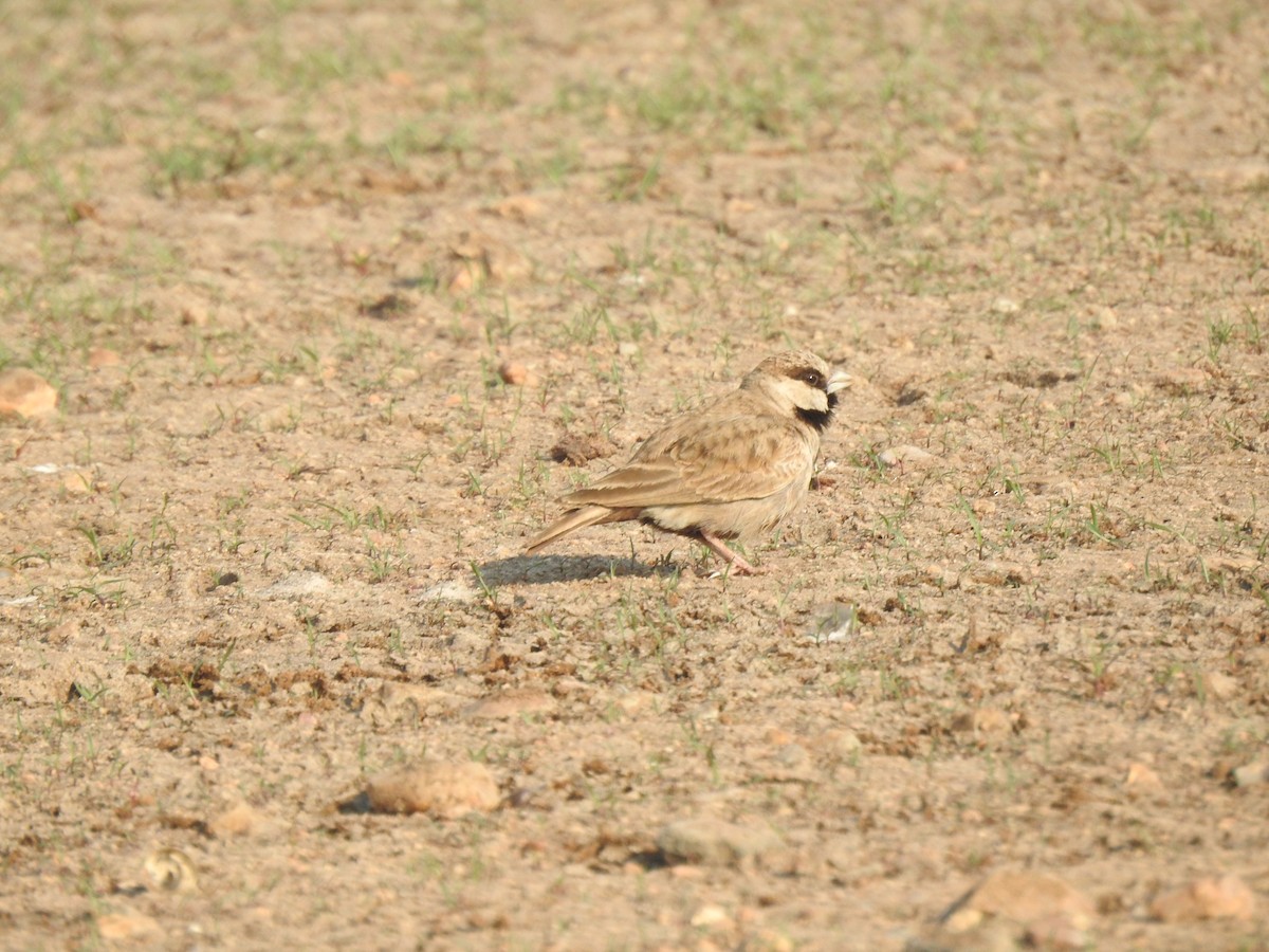 Ashy-crowned Sparrow-Lark - ML632295724