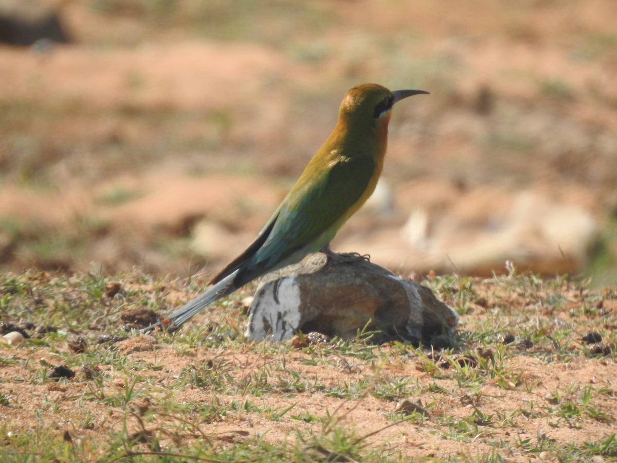 Blue-tailed Bee-eater - ML632295726