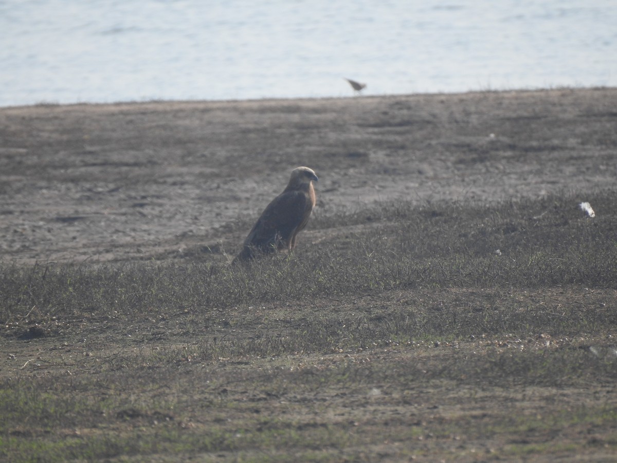 Falco di palude - ML632295764