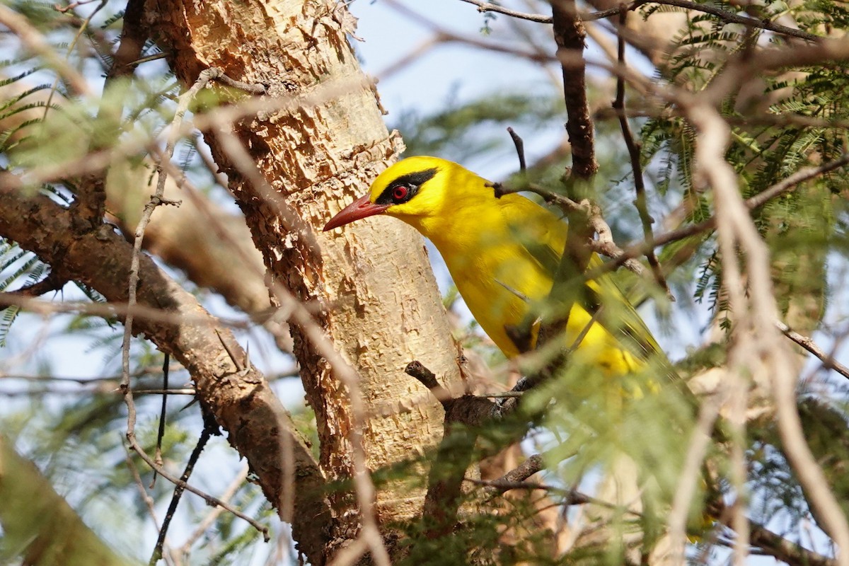 African Golden Oriole - ML632295768