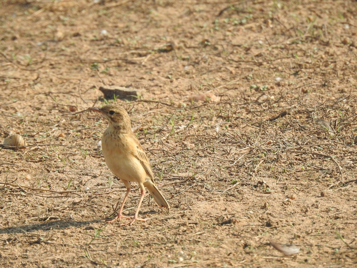 Paddyfield Pipit - ML632295772