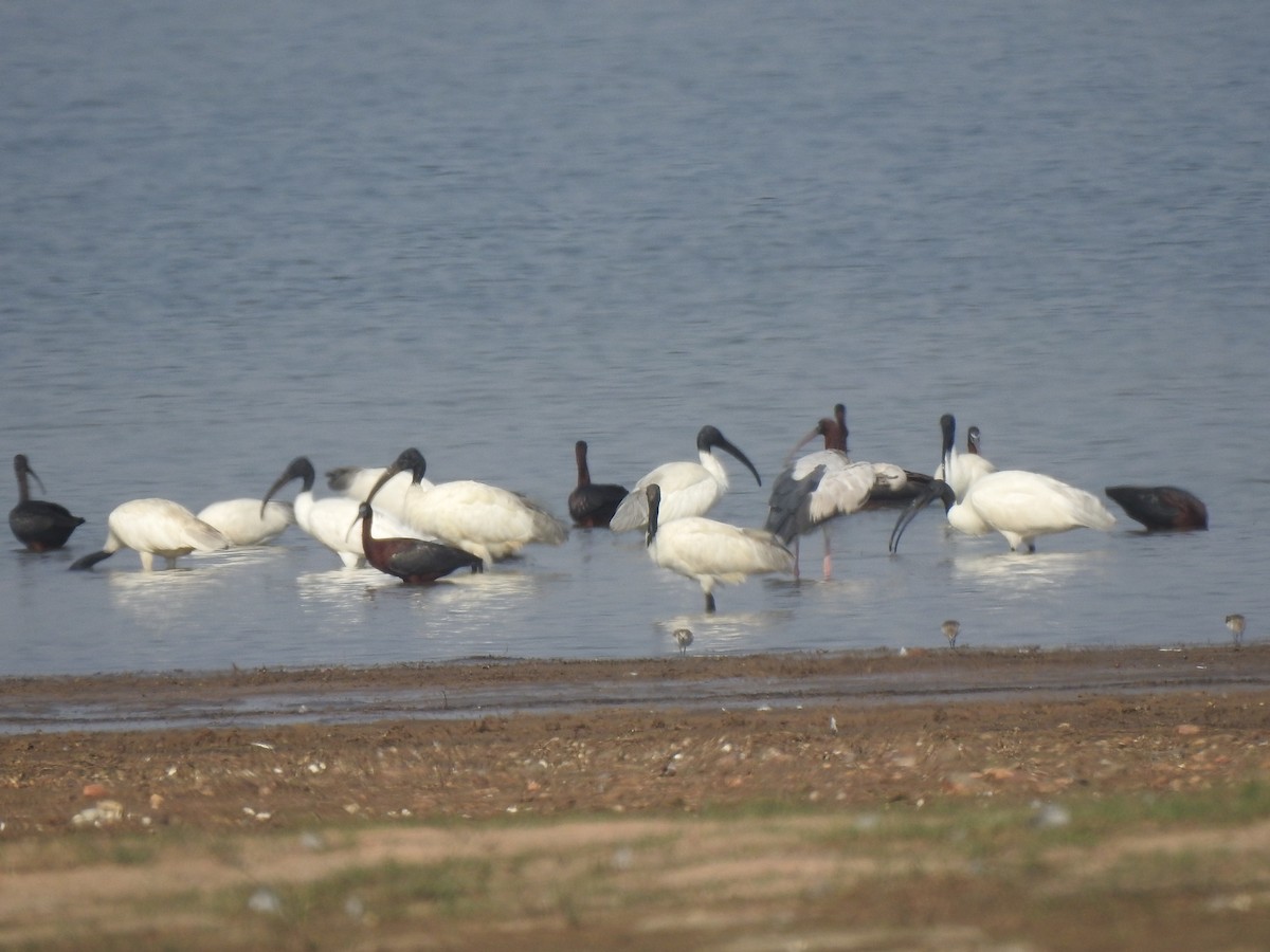 Black-headed Ibis - ML632295783