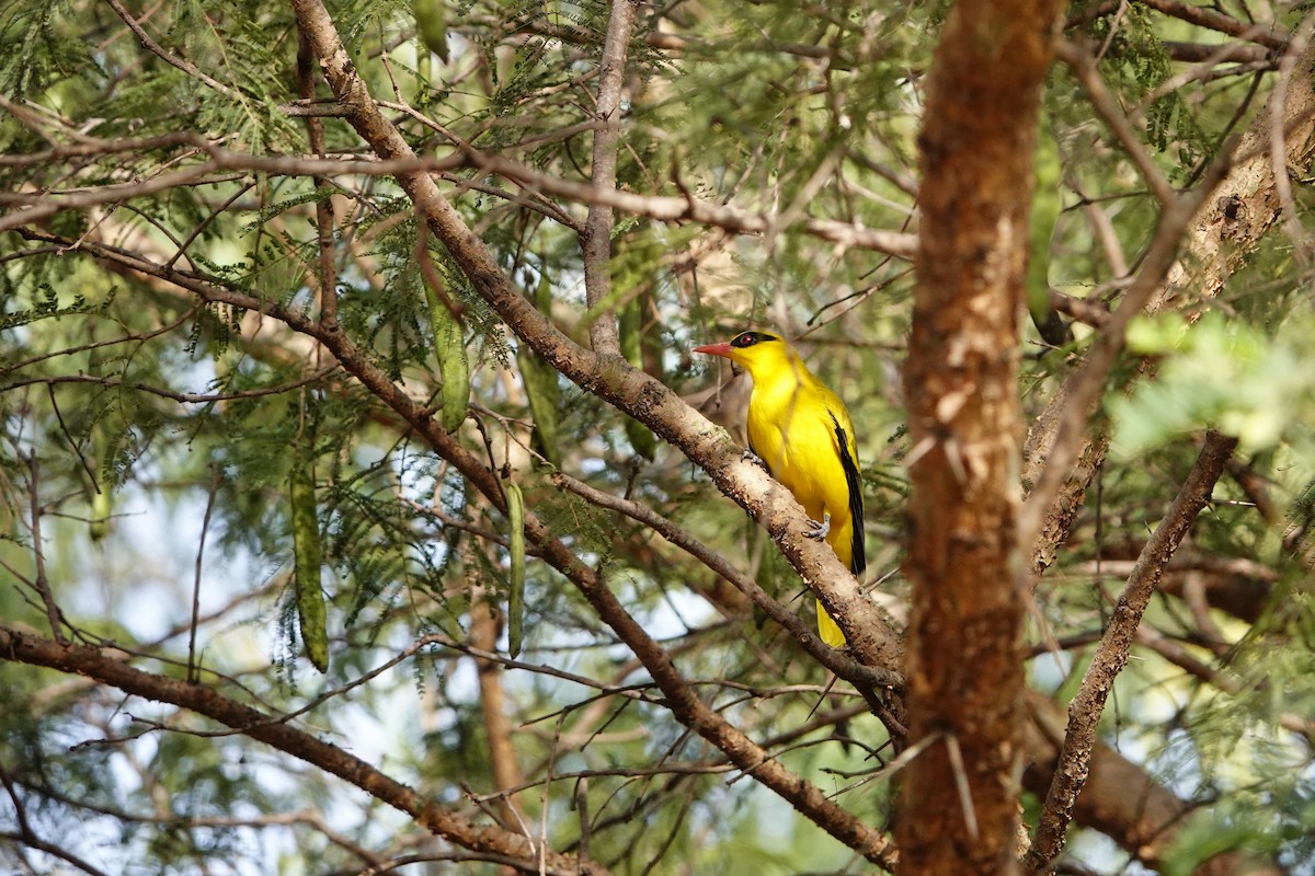 African Golden Oriole - ML632295786