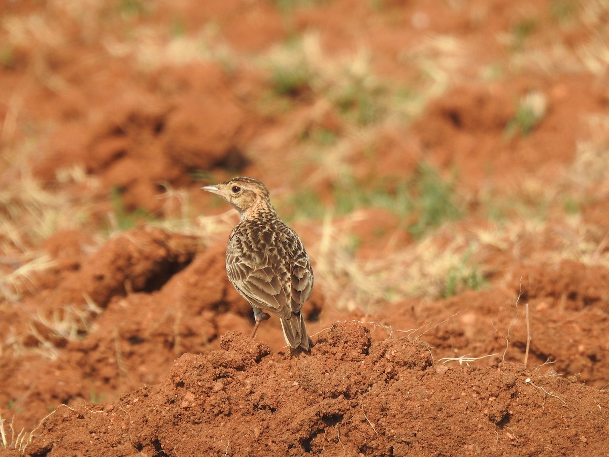 Oriental Skylark - ML632295813
