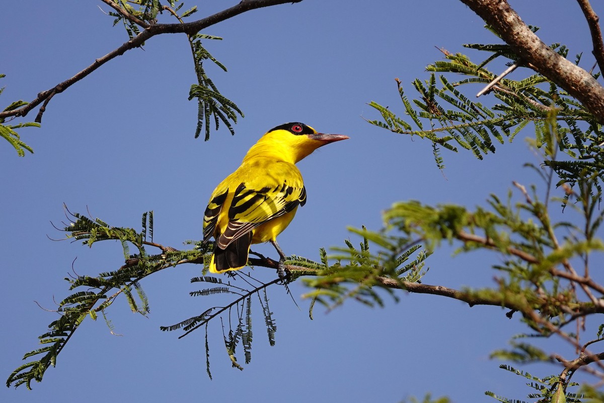 African Golden Oriole - ML632295932
