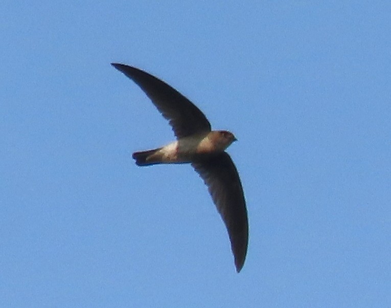 Plume-toed Swiftlet - ML632295951