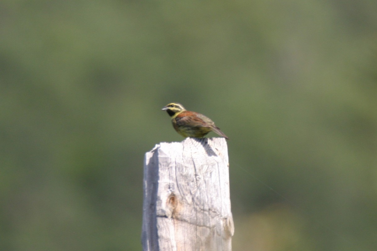 Cirl Bunting - ML632295987