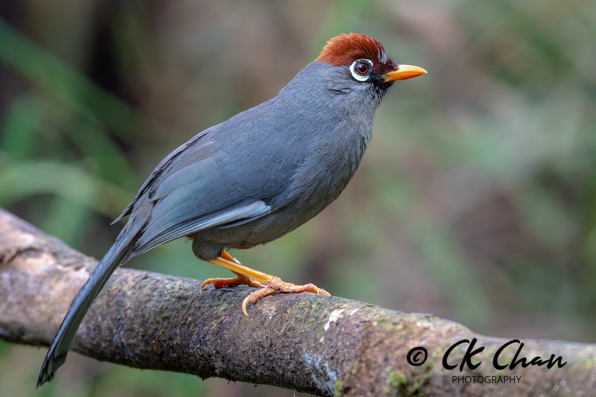 Chestnut-capped Laughingthrush - ML632296033