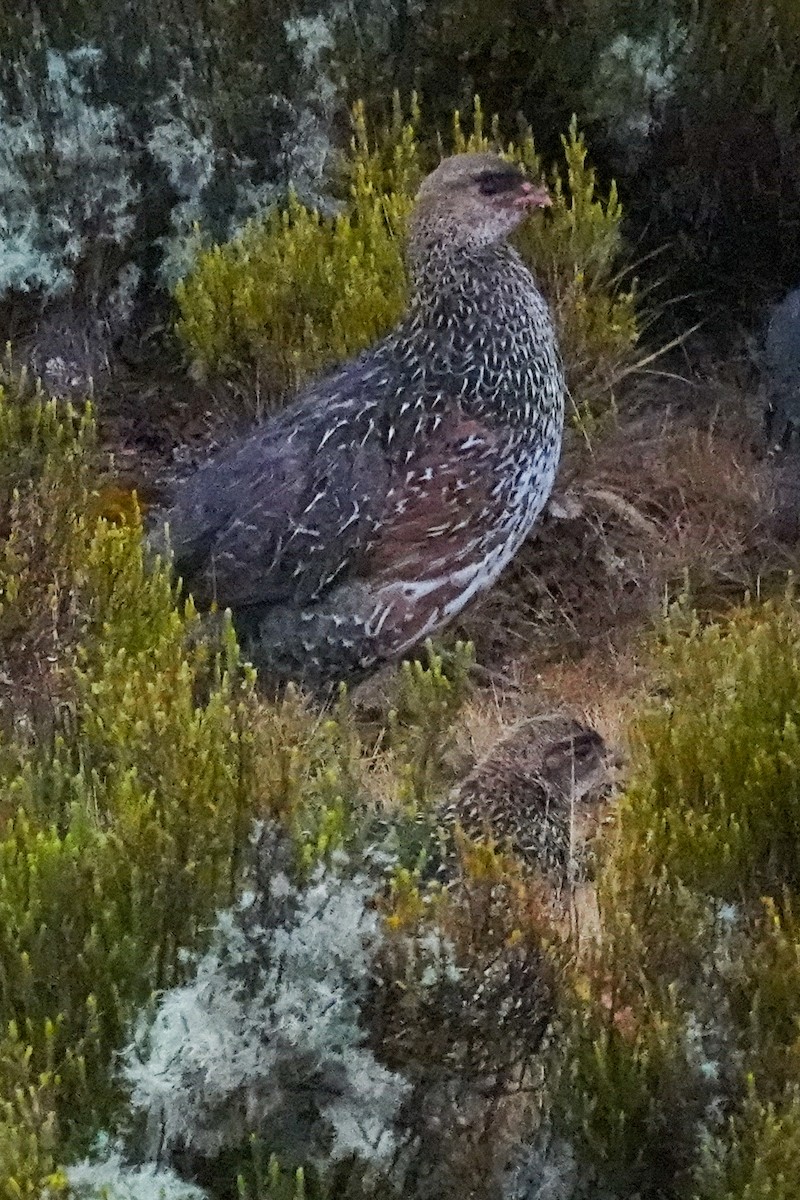 Chestnut-naped Spurfowl - ML632296039