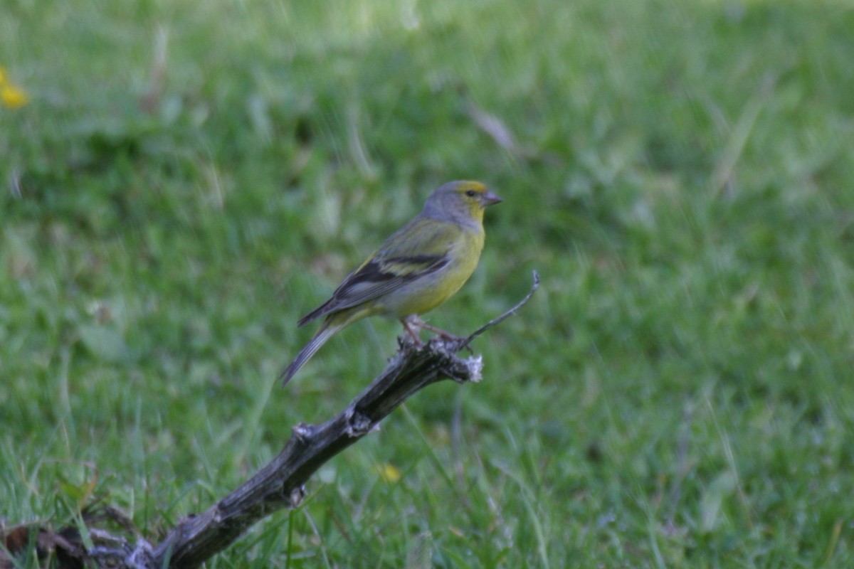 Citril Finch - ML632296043